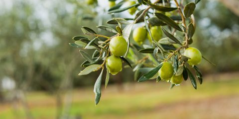 La piattaforma di Linkem scelta dalla start up siciliana Boniviri per alimenti eco e di qualità