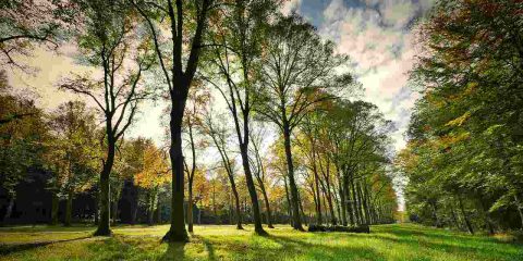 WindTre pianta 1000 alberi nella Città di Taranto