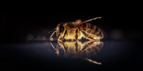 Per il Primo Maggio, l’ape calza alla perfezione