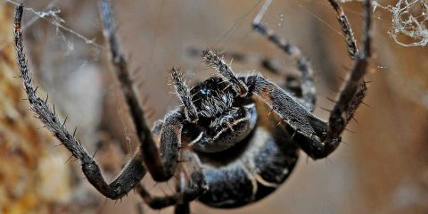Spider fighting o “combattimento dei ragni” in Giappone e nelle Filippine