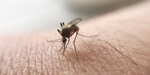 Le punture di zanzare uccidono 725mila persone ogni anno