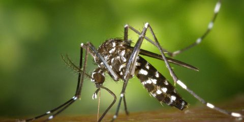 Le punture di zanzare uccidono 725mila persone
