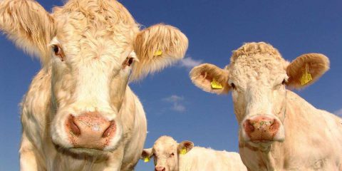 Vero o Falso. Nuova Zelanda tasserà la CO2 emessa da mucche e pecore