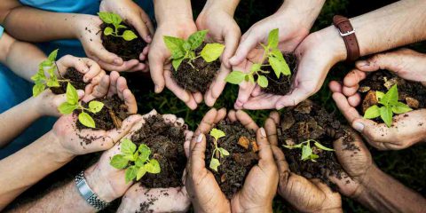 Planticidio, anche le piante hanno una coscienza?