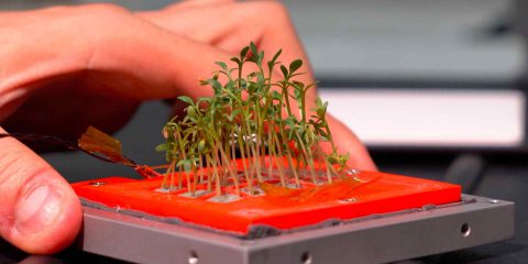Micro verdure in orbita, tutta italiana l’IoT agricola spaziale (video)