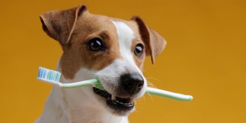 I cani non sputano, ma si lavano i denti