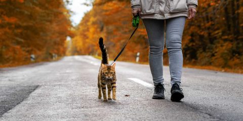 Il gatto, o l’assassino del giardino