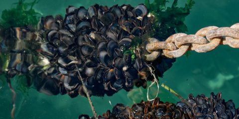 Cozze, a causa delle microplastiche crescita ridotta di un terzo. Lo studio