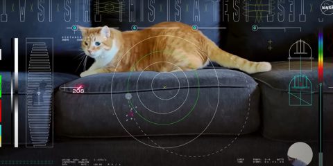 Un gatto protagonista del primo streaming dallo spazio profondo. Ecco il video