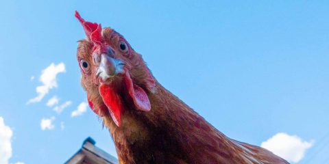 L’IA per imparare a parlare con i polli. Lo studio canadese