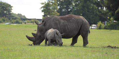 Animali esotici, un traffico da 20 miliardi di dollari