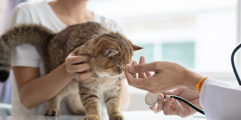 Polizze per i nostri animali, l’offerta di Poste Assicura